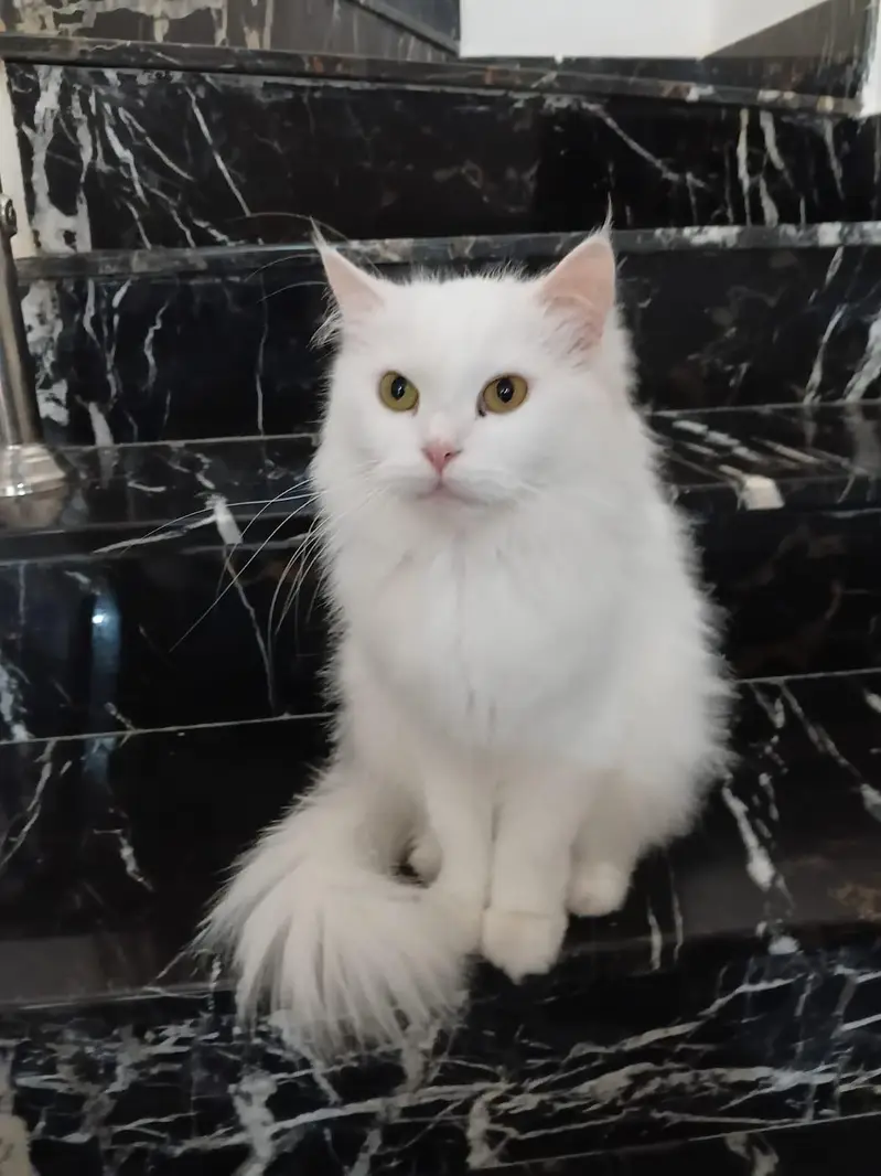 cat for sale.