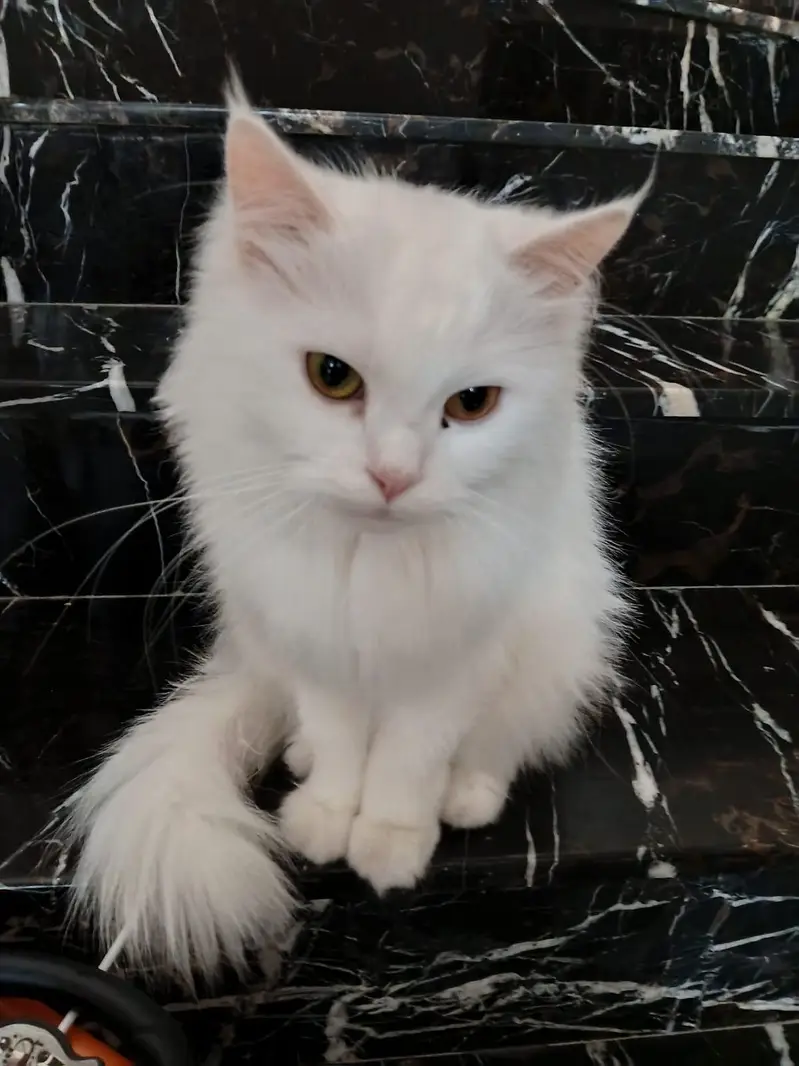 cat for sale. — photo 2