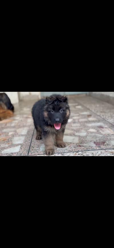 German shepherd puppies