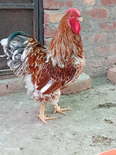 Wyandotte Fertile Eggs