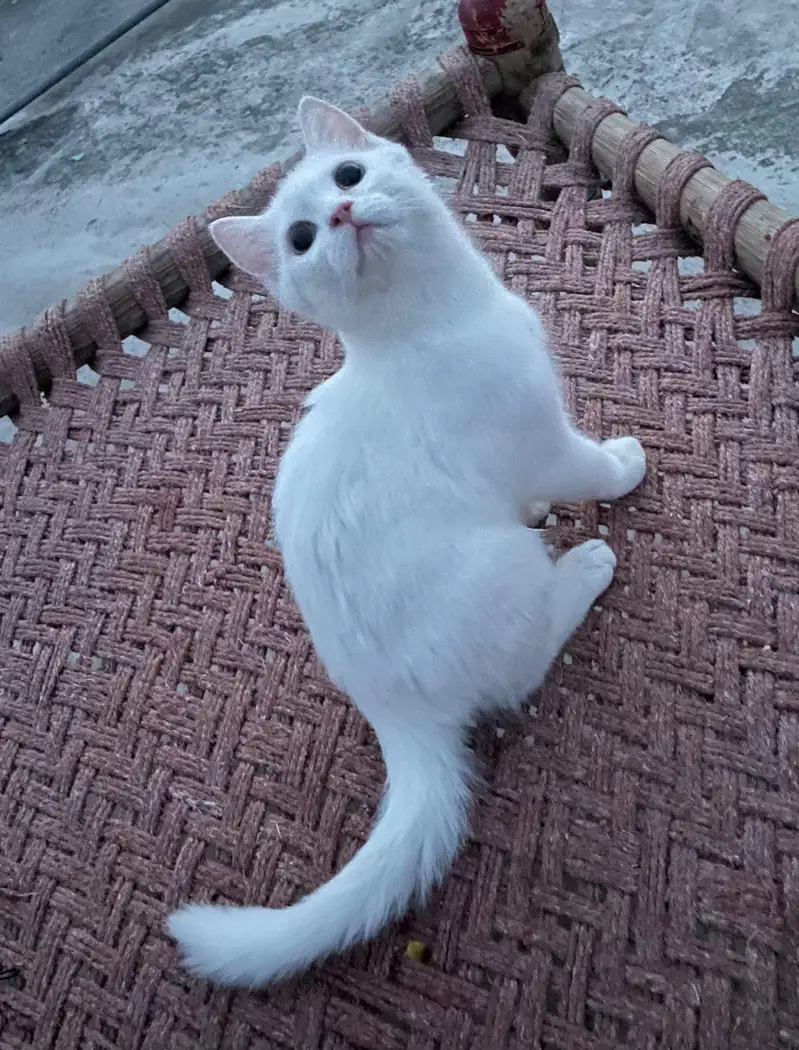White Persian Female kitten ( Double coated )