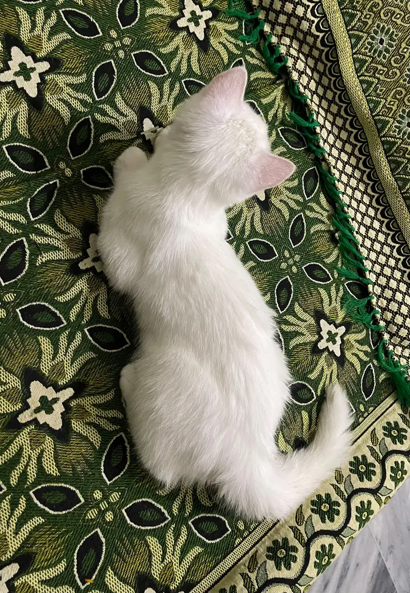 White Persian Female kitten ( Double coated ) — photo 2