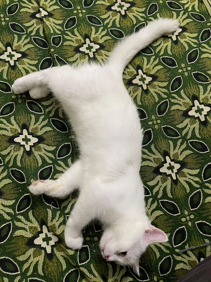 White Persian Female kitten ( Double coated ) — photo 3