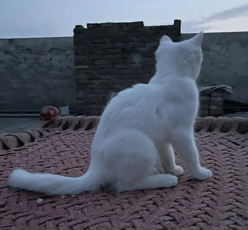 White Persian Female kitten ( Double coated ) — photo 4