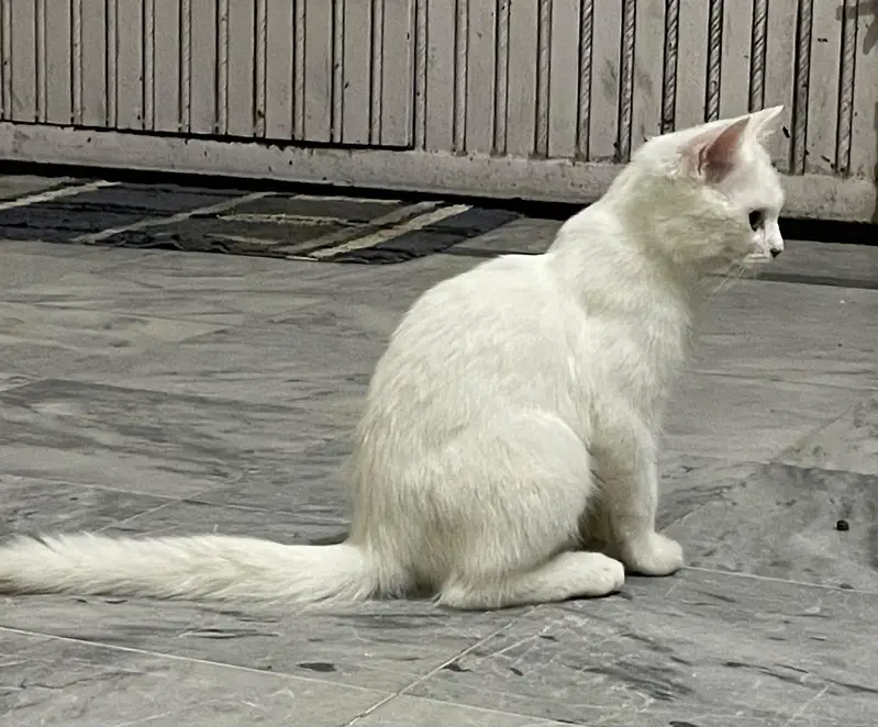 White Persian Female kitten ( Double coated ) — photo 5