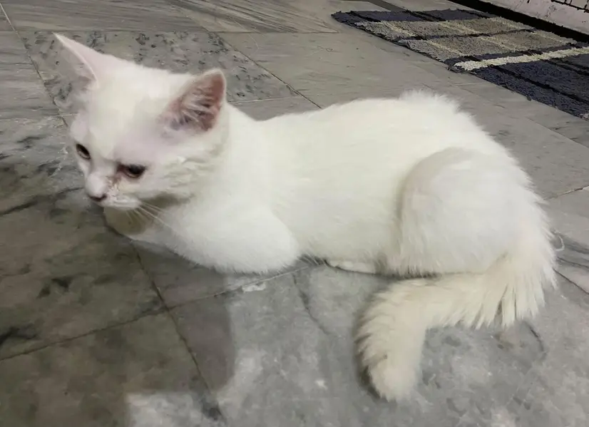 White Persian Female kitten ( Double coated ) — photo 6