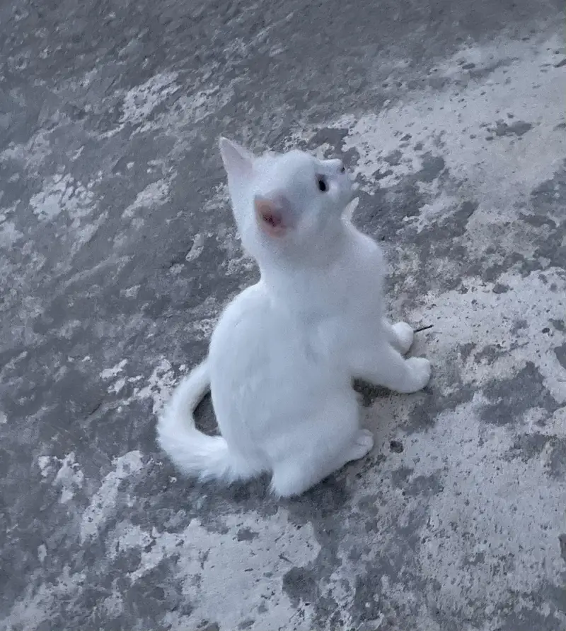 White Persian Female kitten ( Double coated ) — photo 7