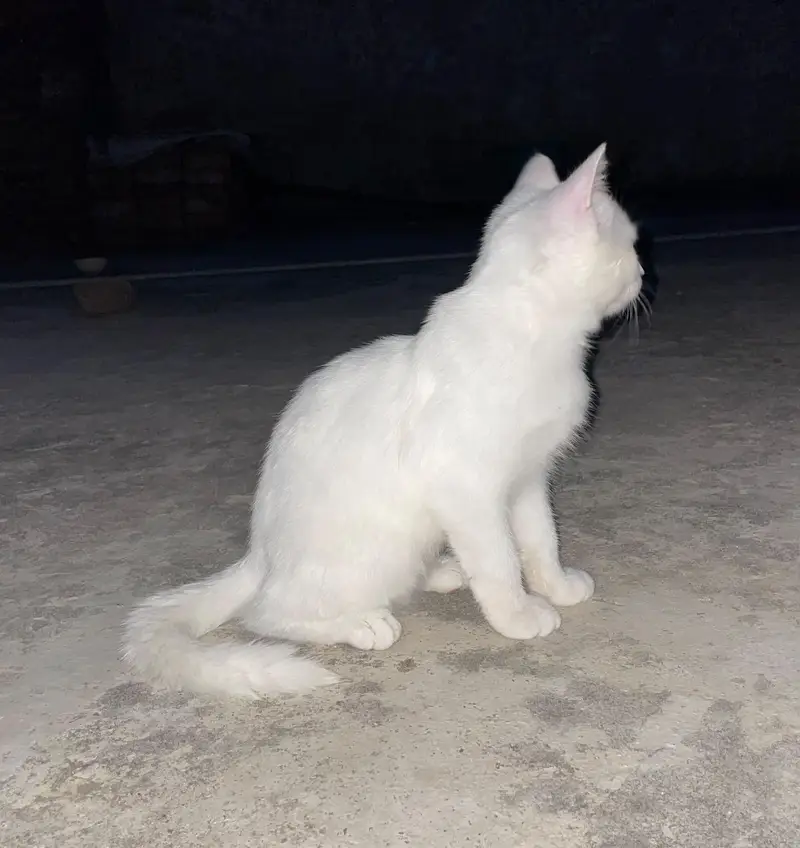 White Persian Female kitten ( Double coated ) — photo 8