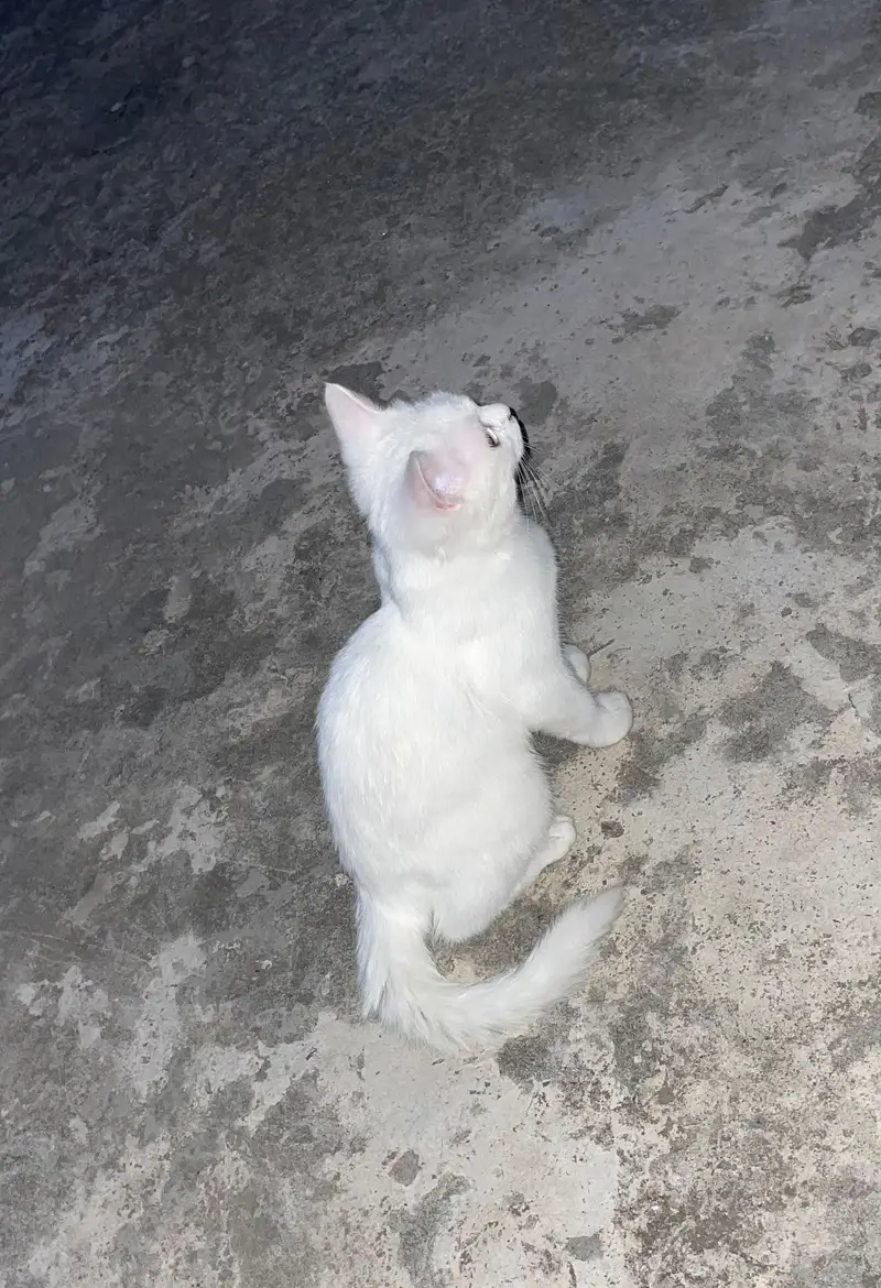 White Persian Female kitten ( Double coated ) — photo 9