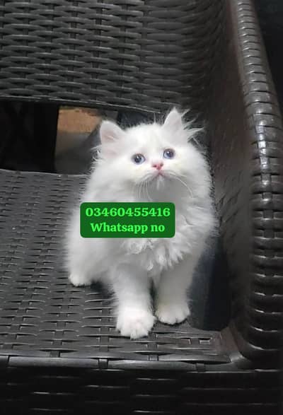 Persian cat for 2 month age