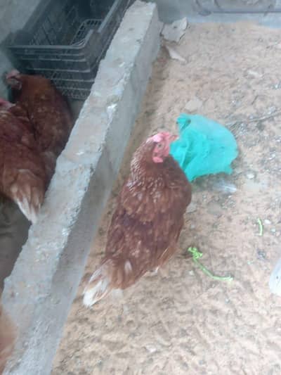 Lohman brown young hens Eggs lying