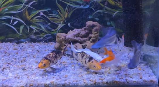Shark, shipping and koi