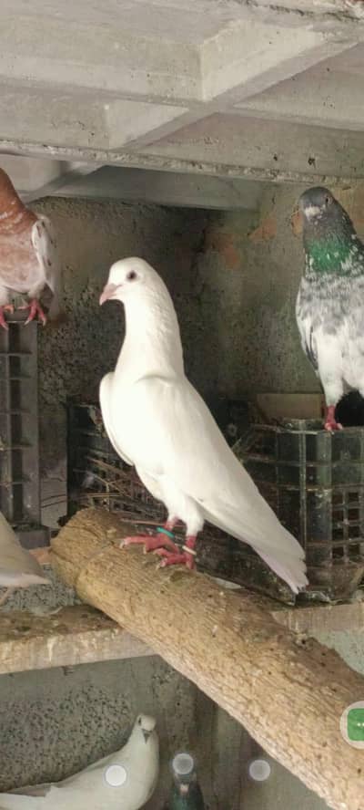 Wehsi pair