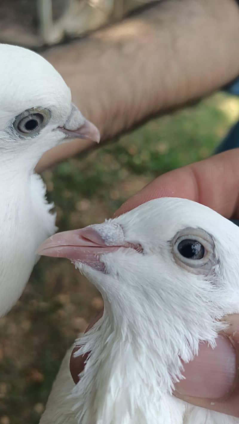 Wehsi pair 2