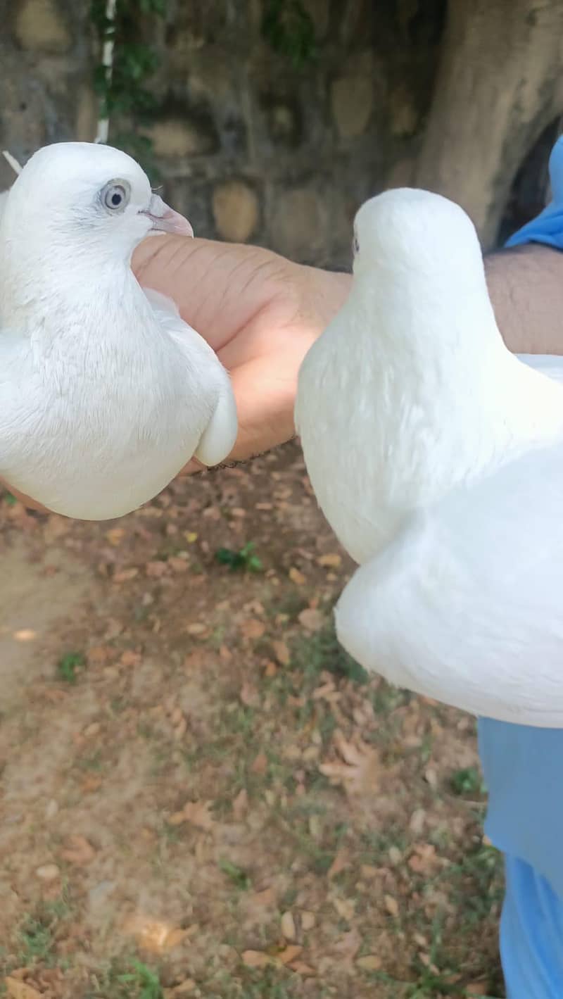 Wehsi pair 3