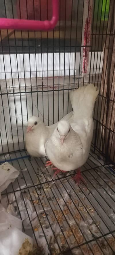 pigeon couple beautiful fulln white
