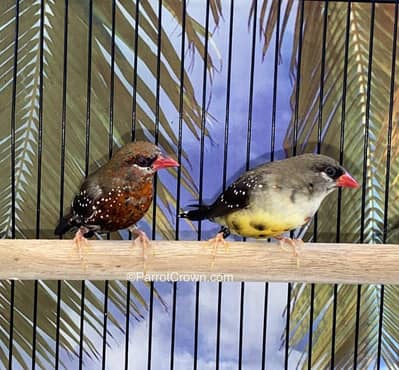 strawberry finches