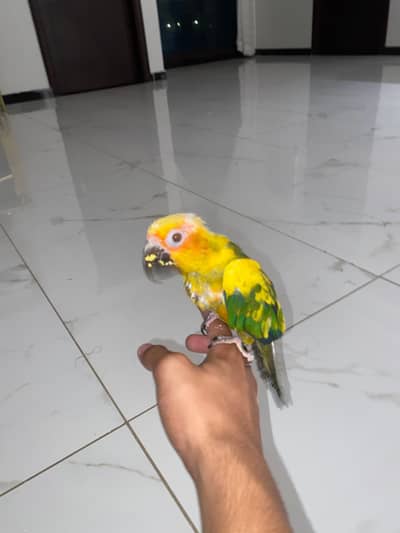 Sun Conure