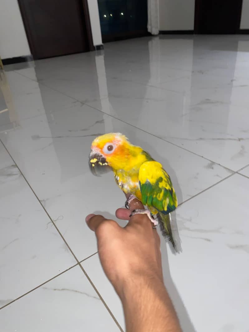 Sun Conure 0