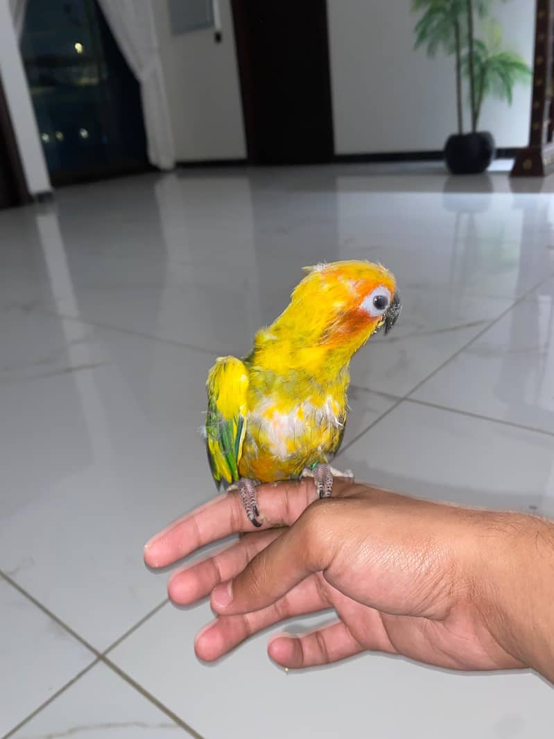 Sun Conure 1