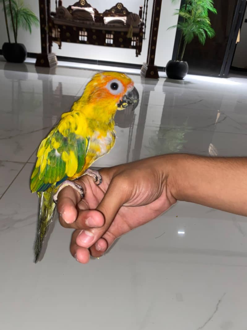Sun Conure 2