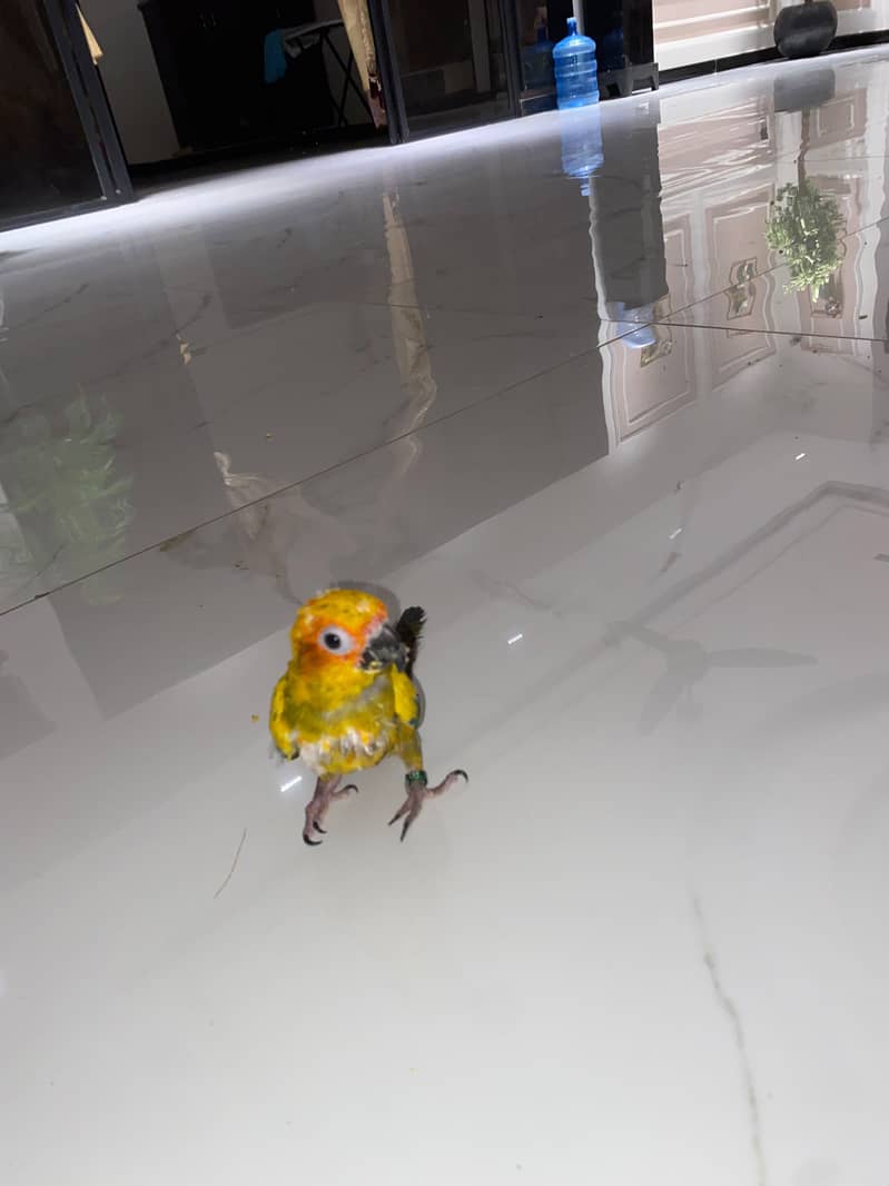 Sun Conure 3