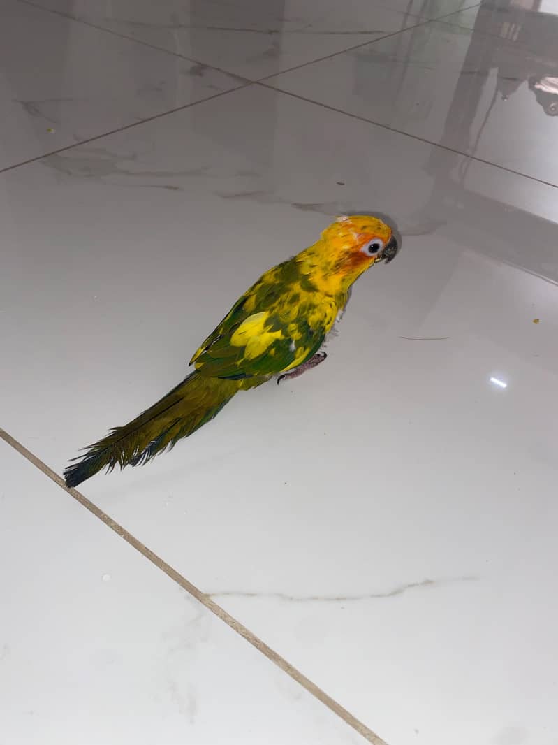 Sun Conure 4