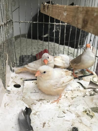 orange females mutation