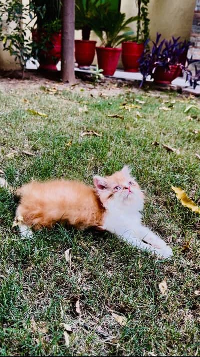 MALE KITTEN FOR SALE