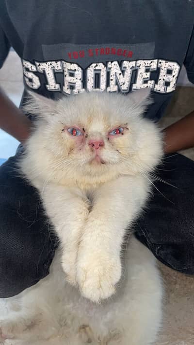 Parsion cat for sale