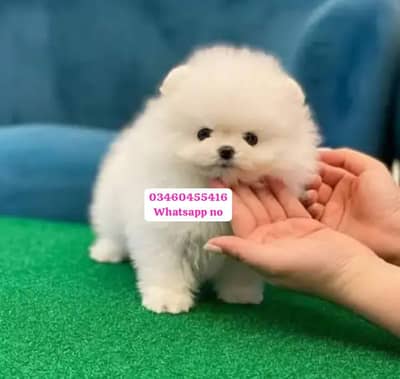 Pomeranian puppies for sale 2 month age