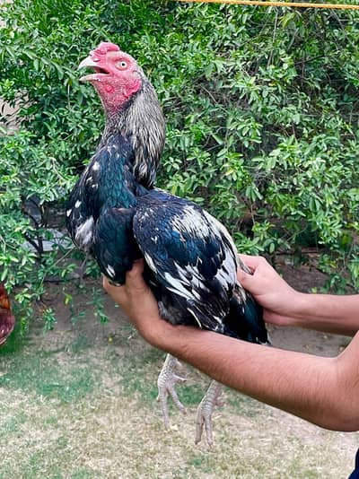 Aseel rooster