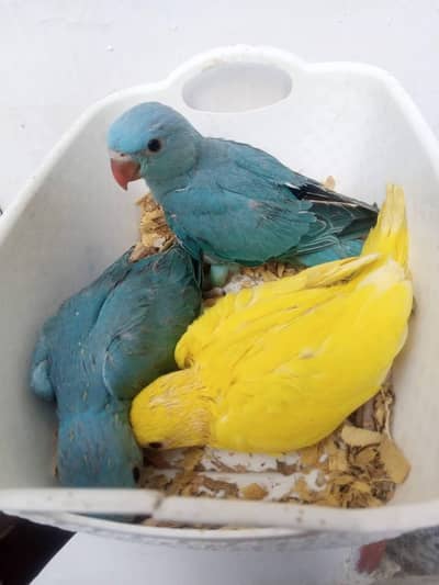 blue and yellow parrot chicks
