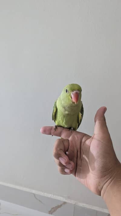 Hand Tame & Fly Tame Parrots Available | Ringneck, Kashmiri Pahari