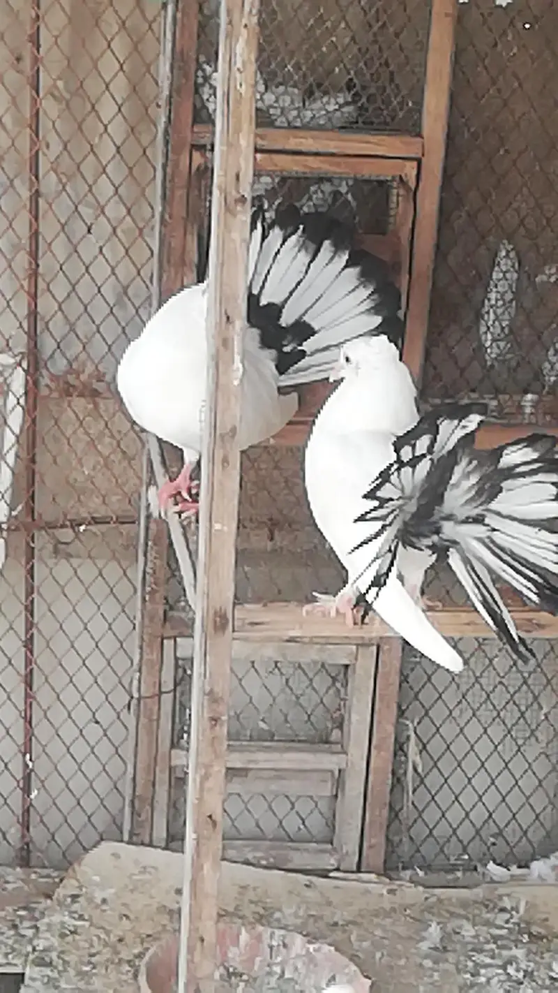 English Fantail / English gray fantail / laka pigeons