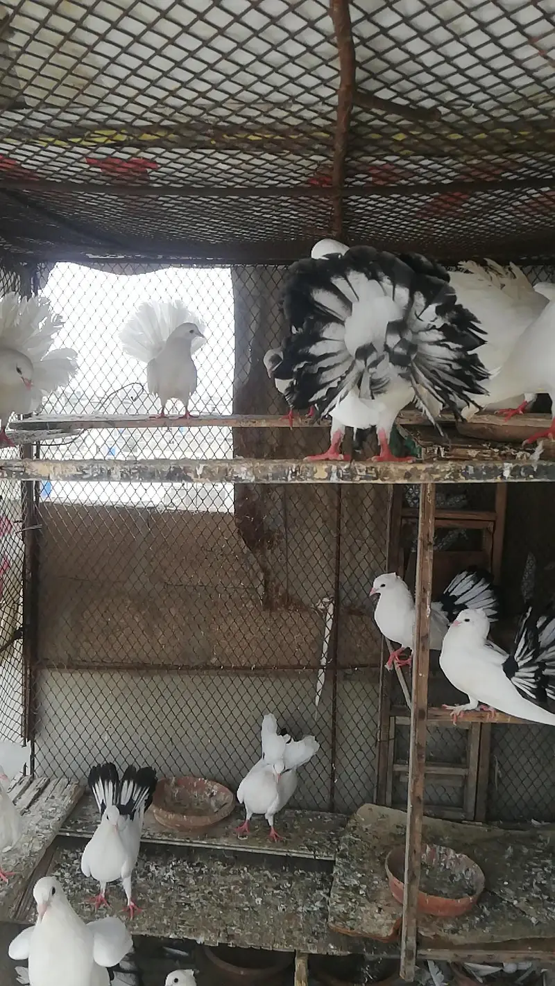 English Fantail / English gray fantail / laka pigeons — photo 2