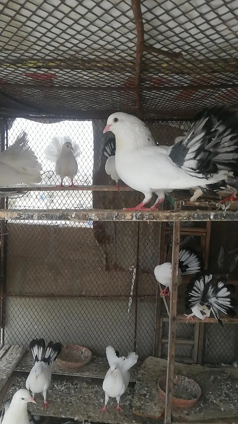 English Fantail / English gray fantail / laka pigeons — photo 3