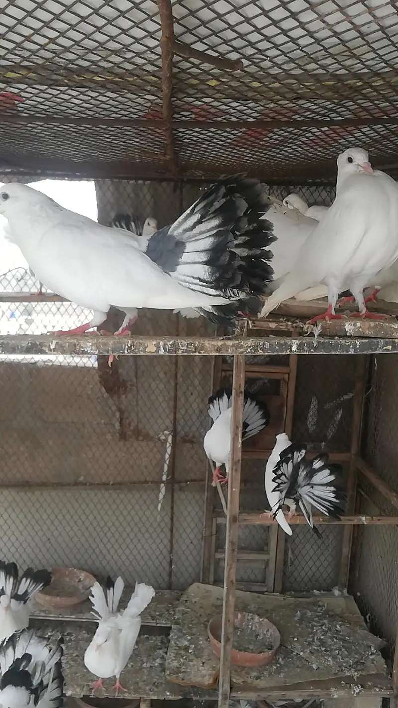 English Fantail / English gray fantail / laka pigeons — photo 4