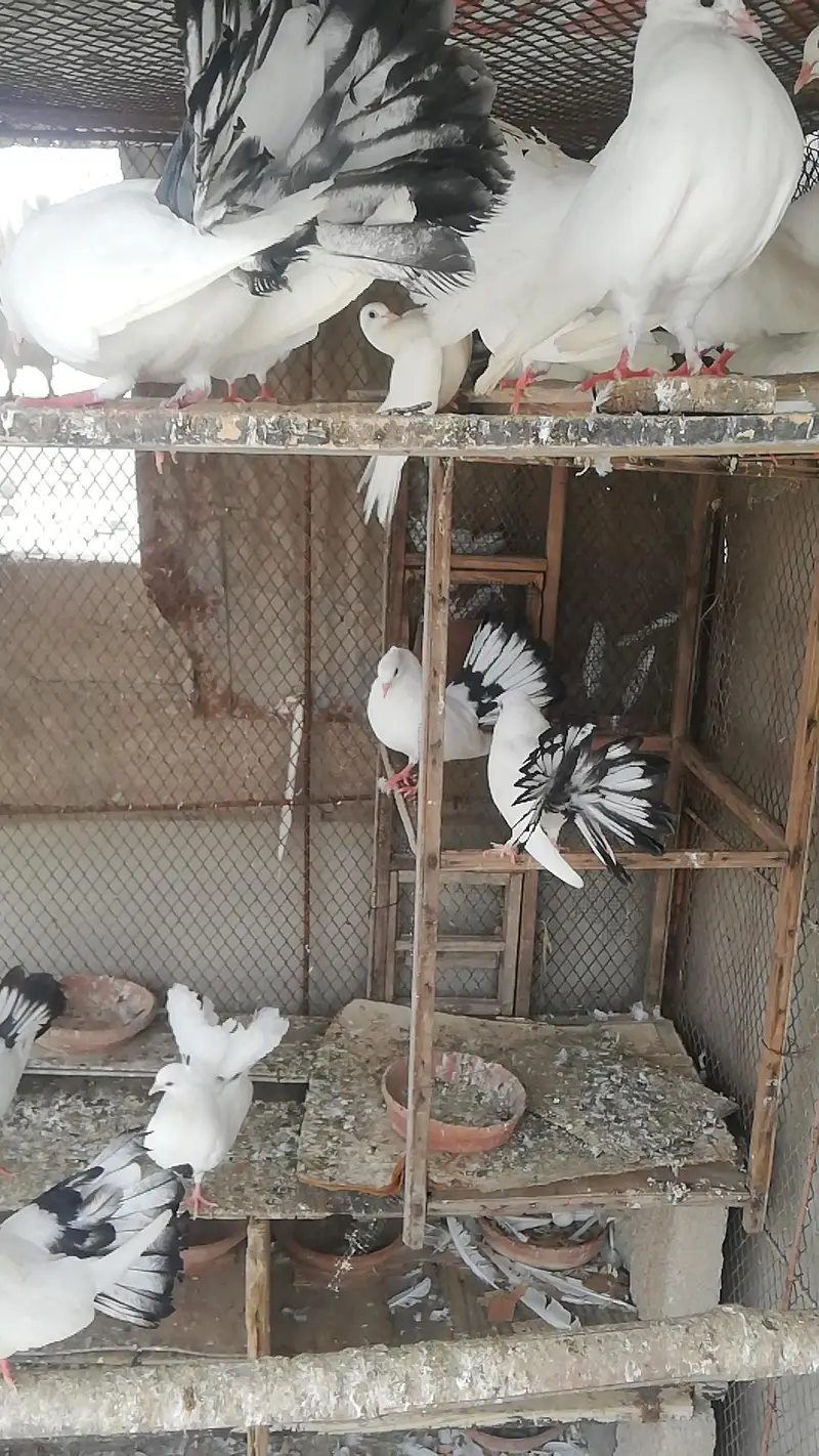 English Fantail / English gray fantail / laka pigeons — photo 5