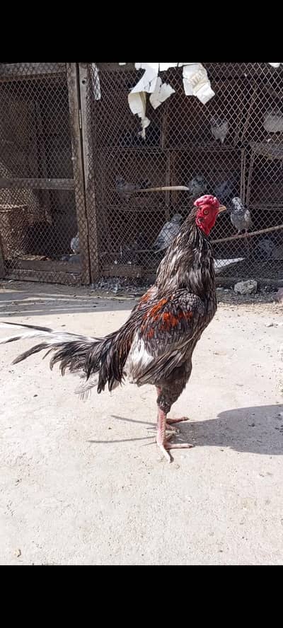  Healthy Desi Murga for Sale – Strong & Active