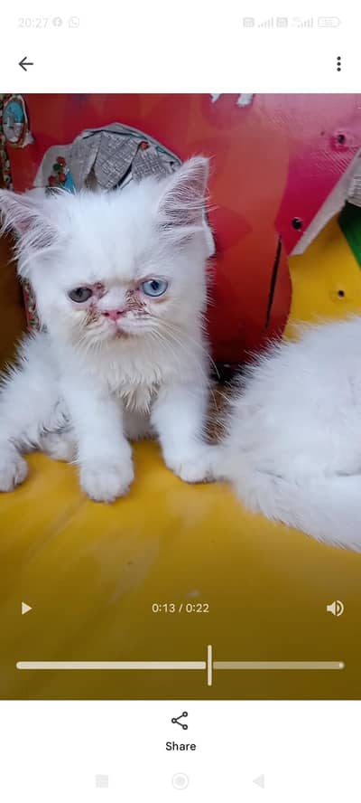 2 Pershion Cat Kitten For Sale
