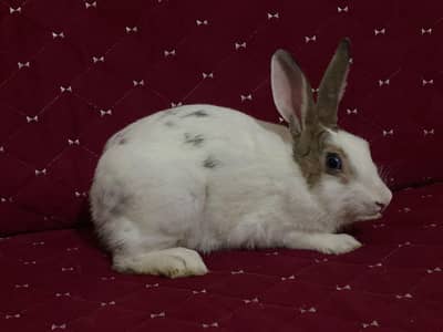 black and white beautiful Rabbit pairs