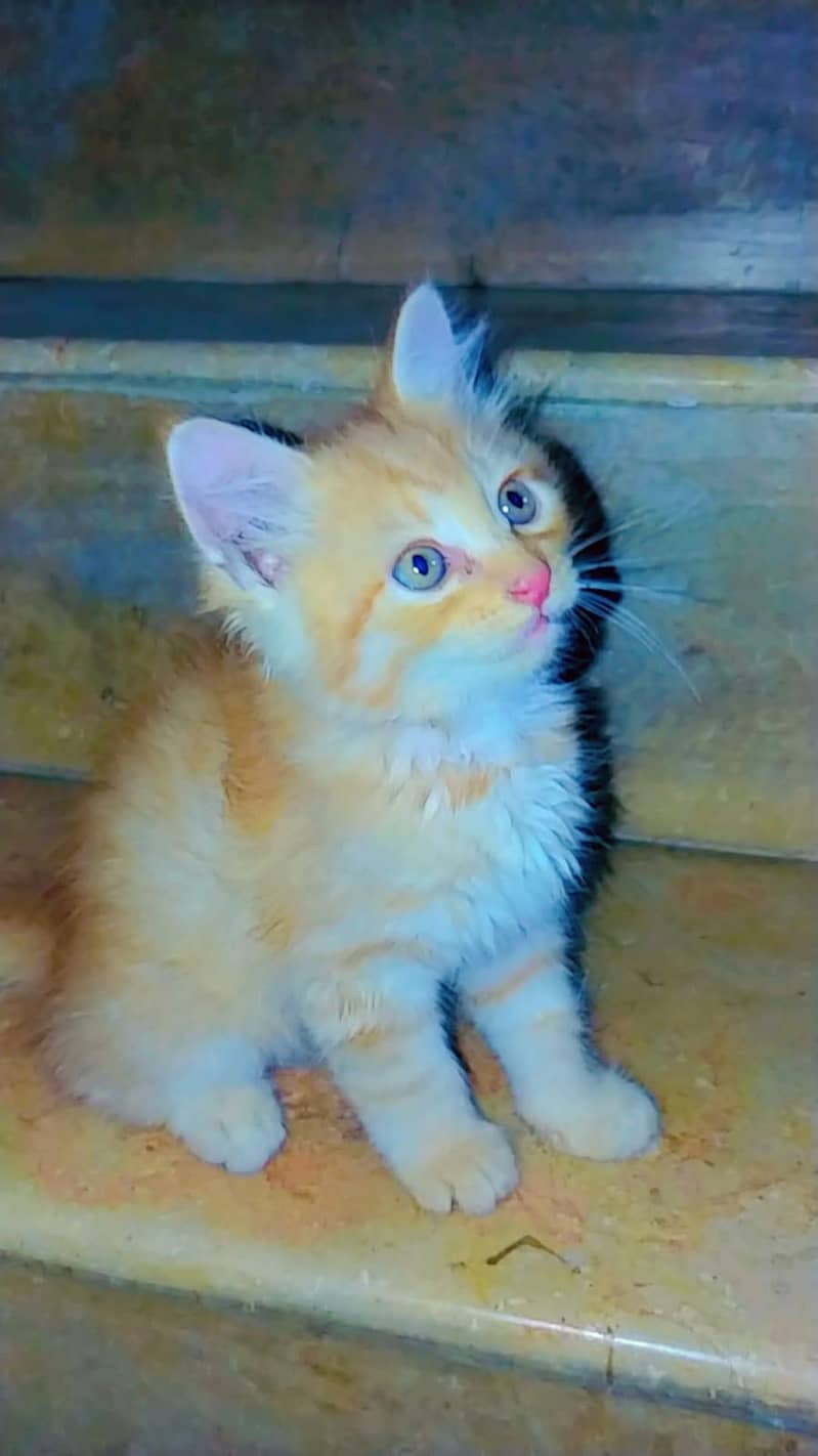 kittens 0