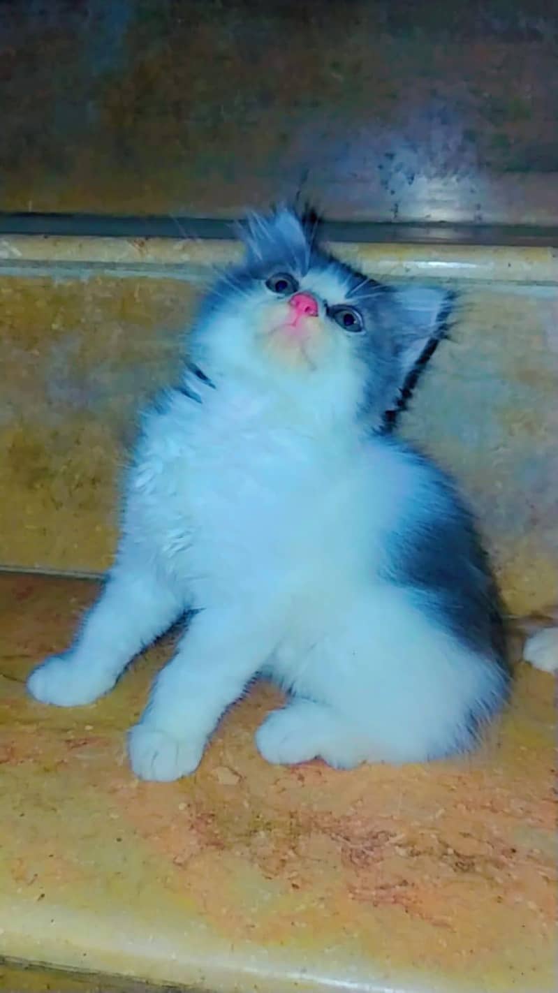 kittens 1