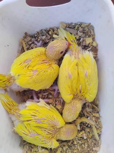blue and yellow parrot chicks