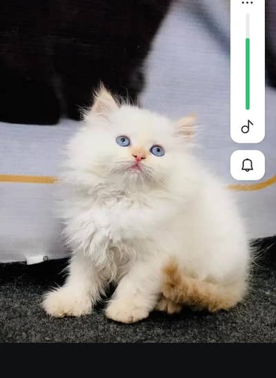 Persian cat for sale 2 month age available