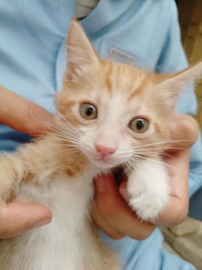 Cat's babies for sell