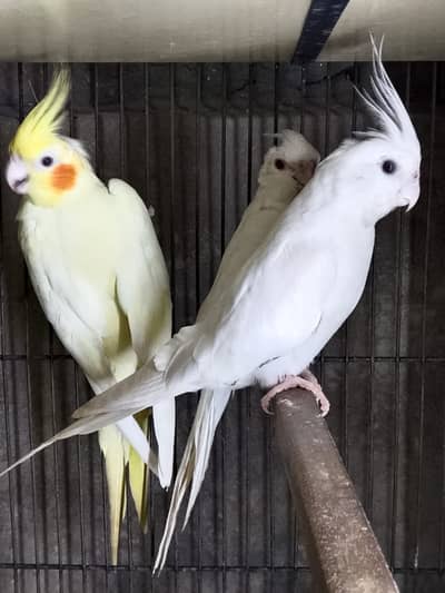 Coctails For sale