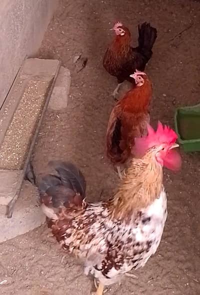 misri hens