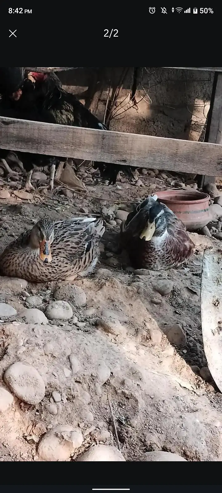 ducks for sale